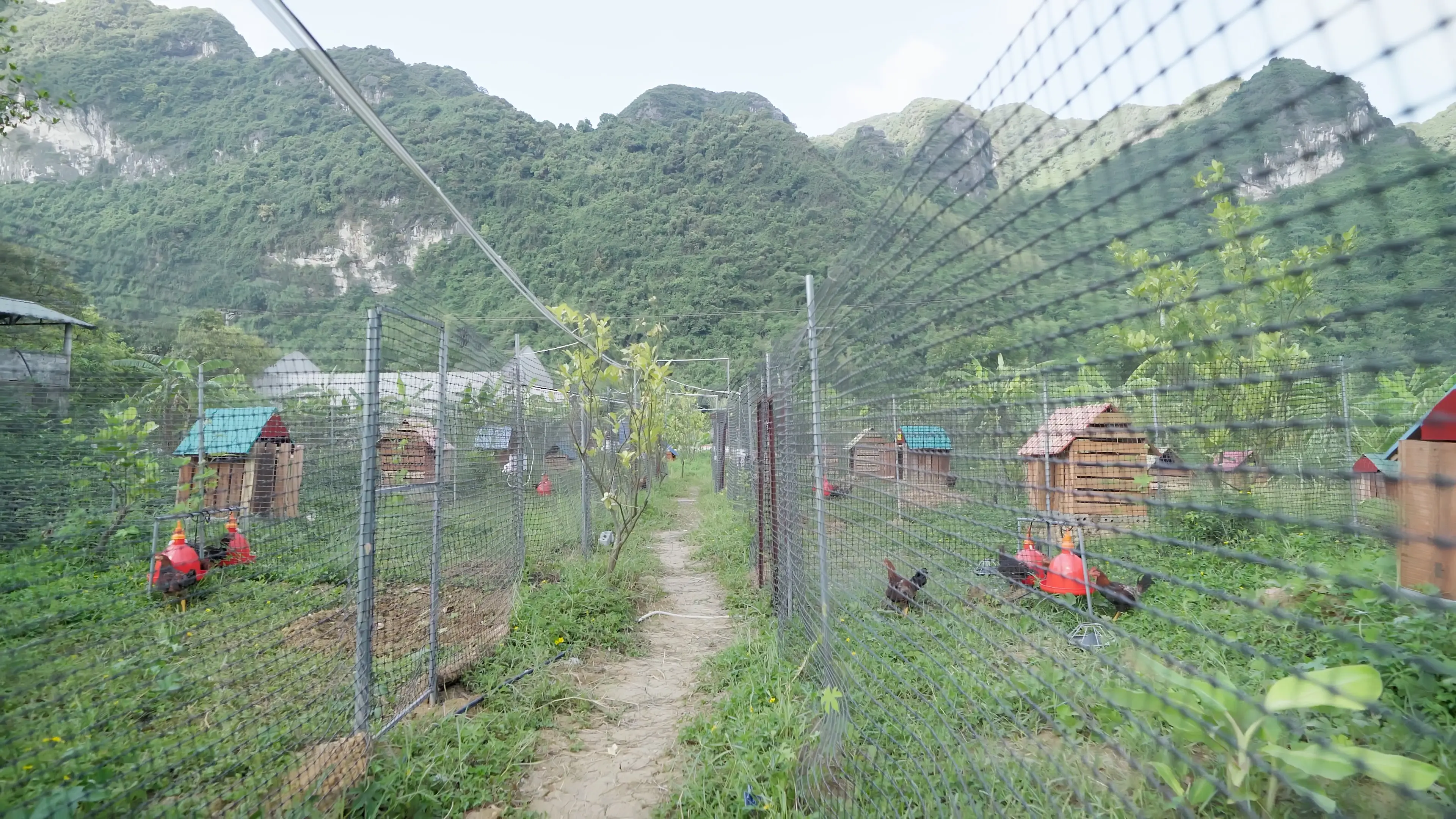 Trang trại gà sạch - Hệ thống cấp nước tự động