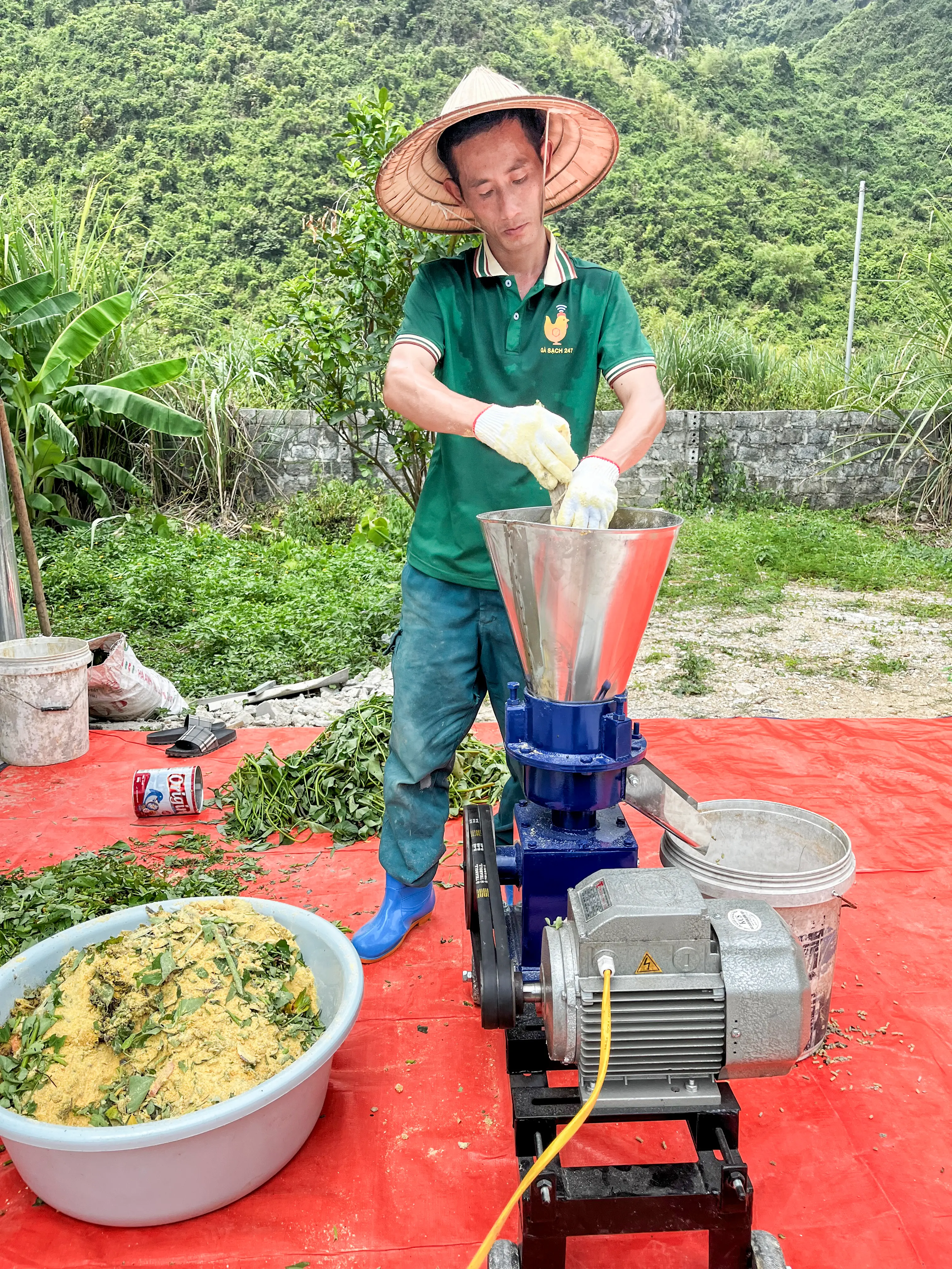 Trang trại gà sạch - Quy trình thu hoạch