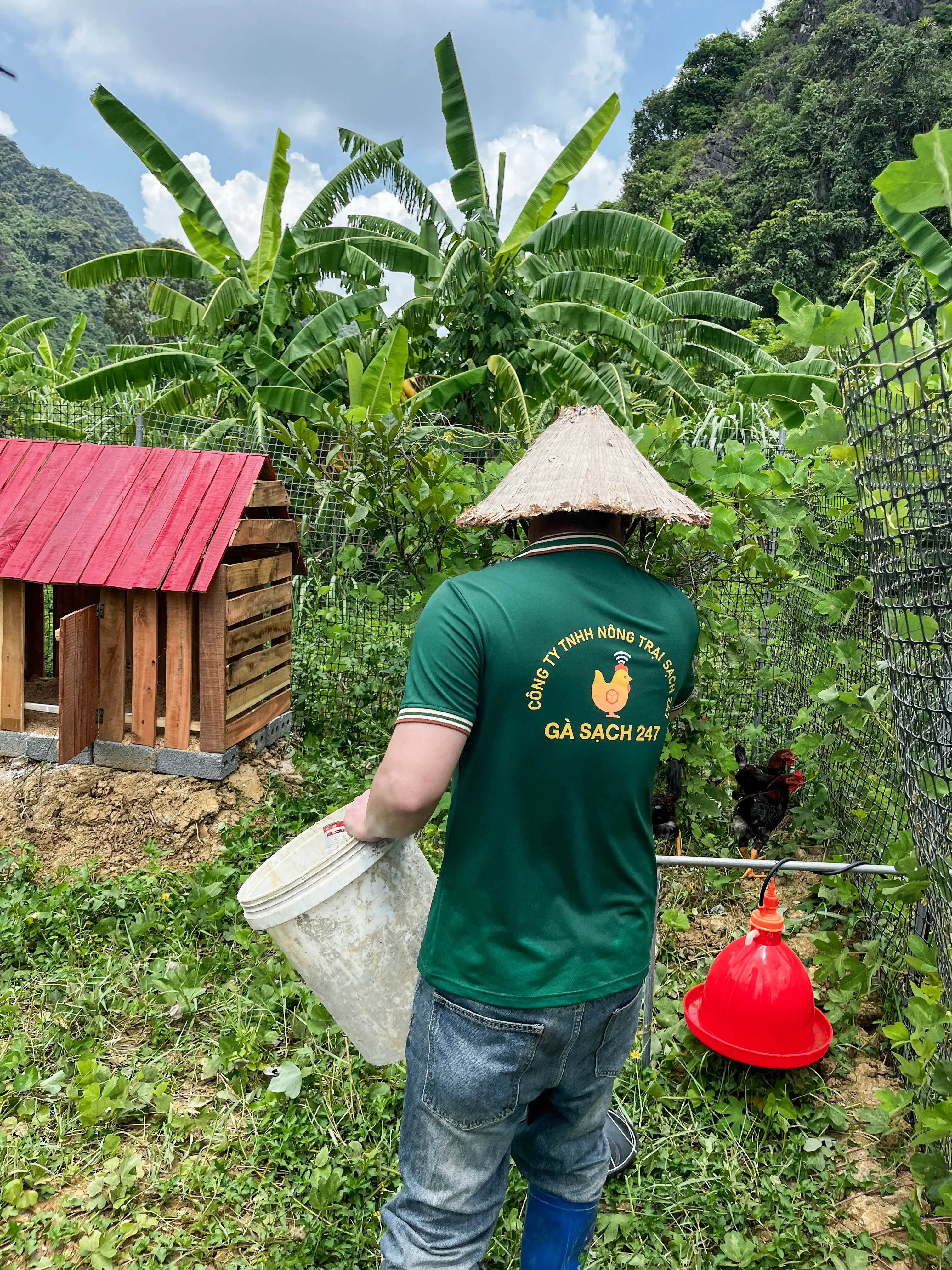 Trang trại gà sạch - Phân loại và đóng gói