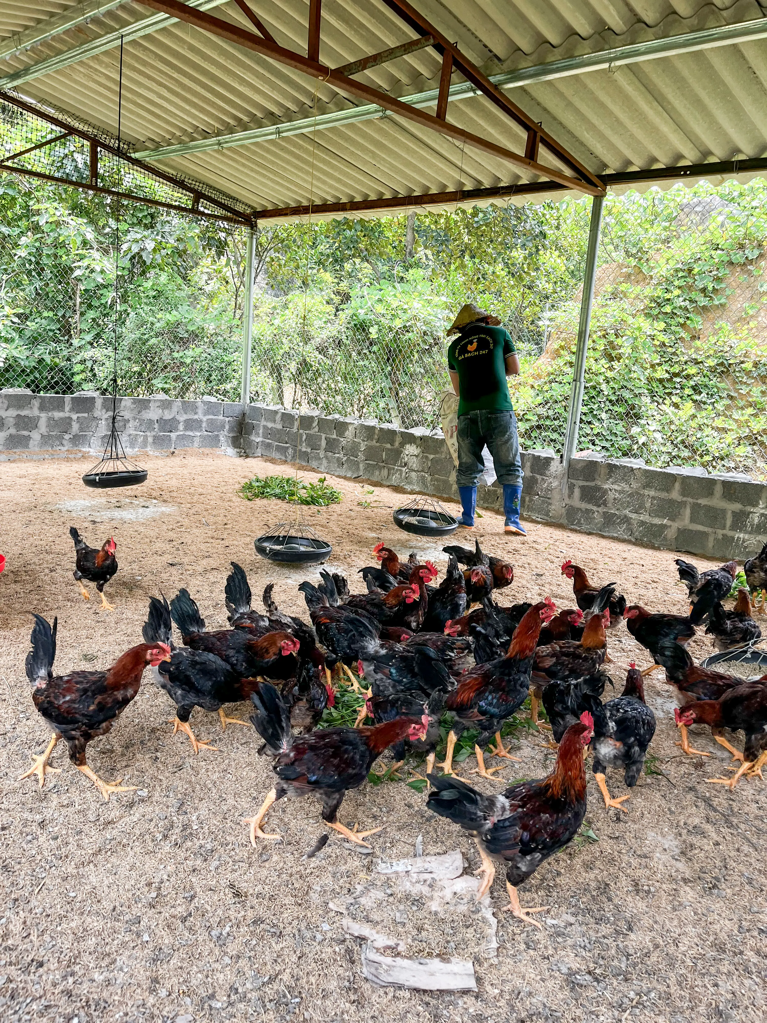 Trang trại gà sạch - Khu vực nghỉ ngơi