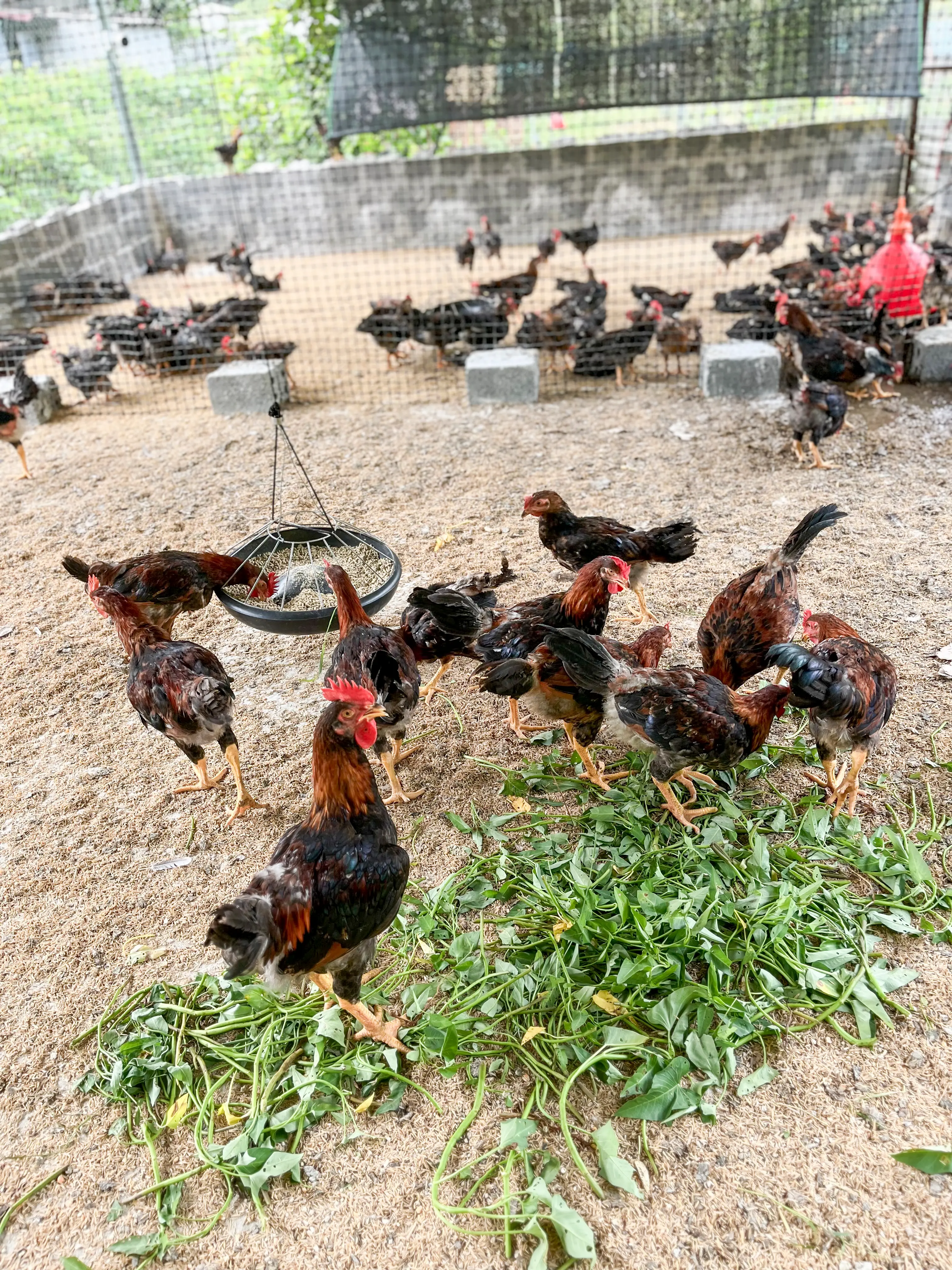 Trang trại gà sạch - Trang thiết bị hiện đại