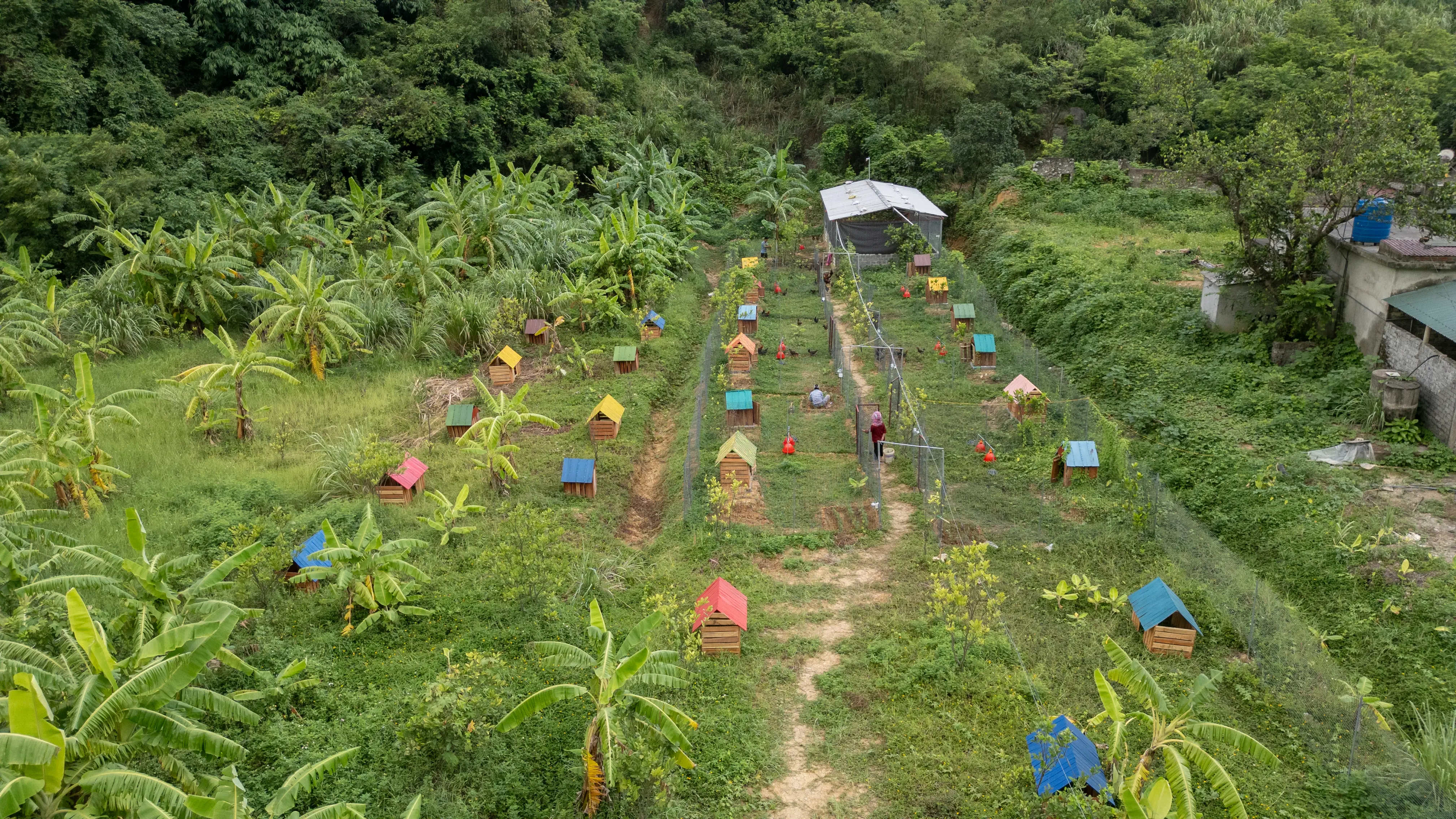 Trang trại gà sạch - Hệ thống chuồng hiện đại