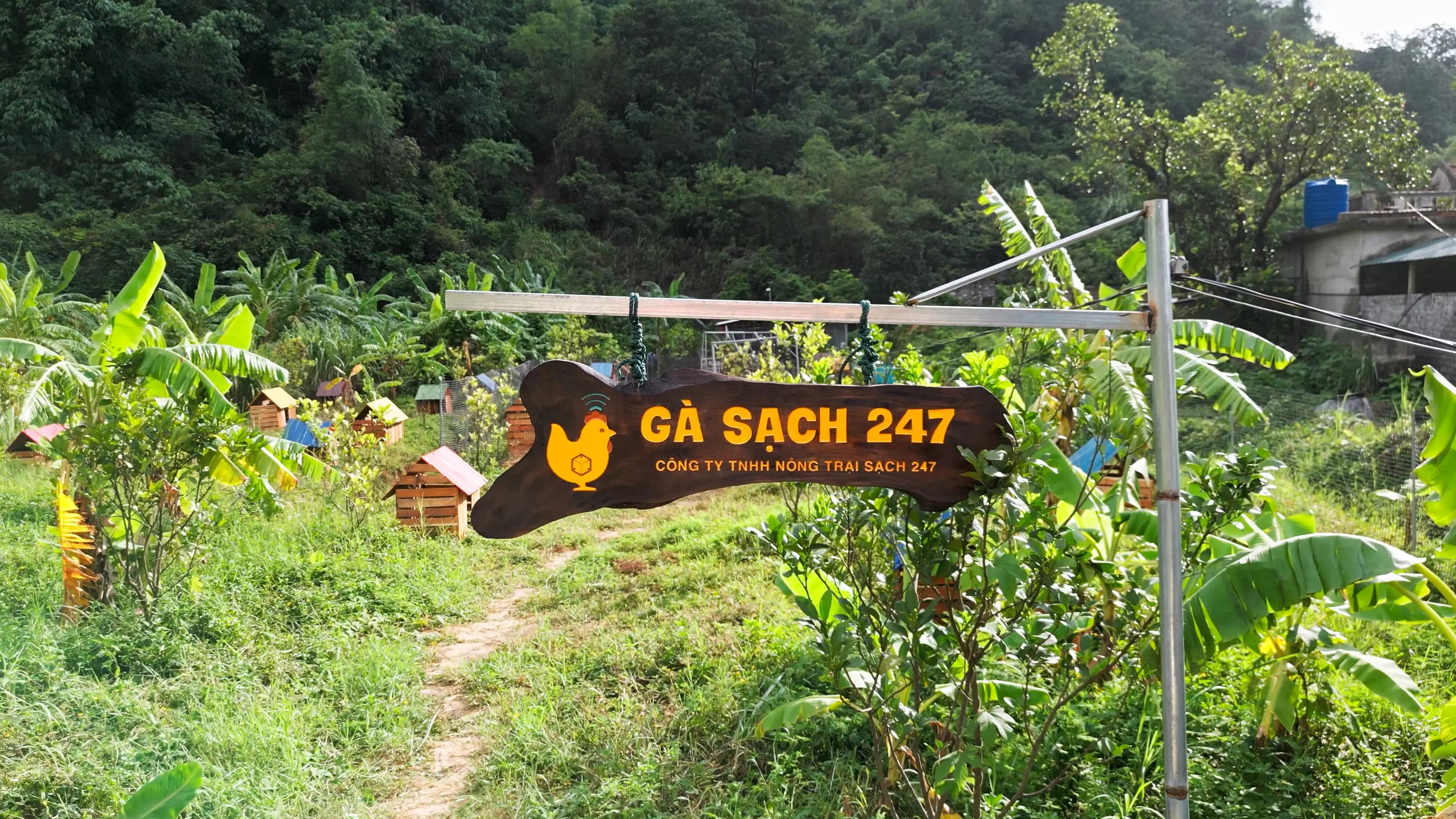 Trang trại gà sạch - Thức ăn sạch tự nhiên