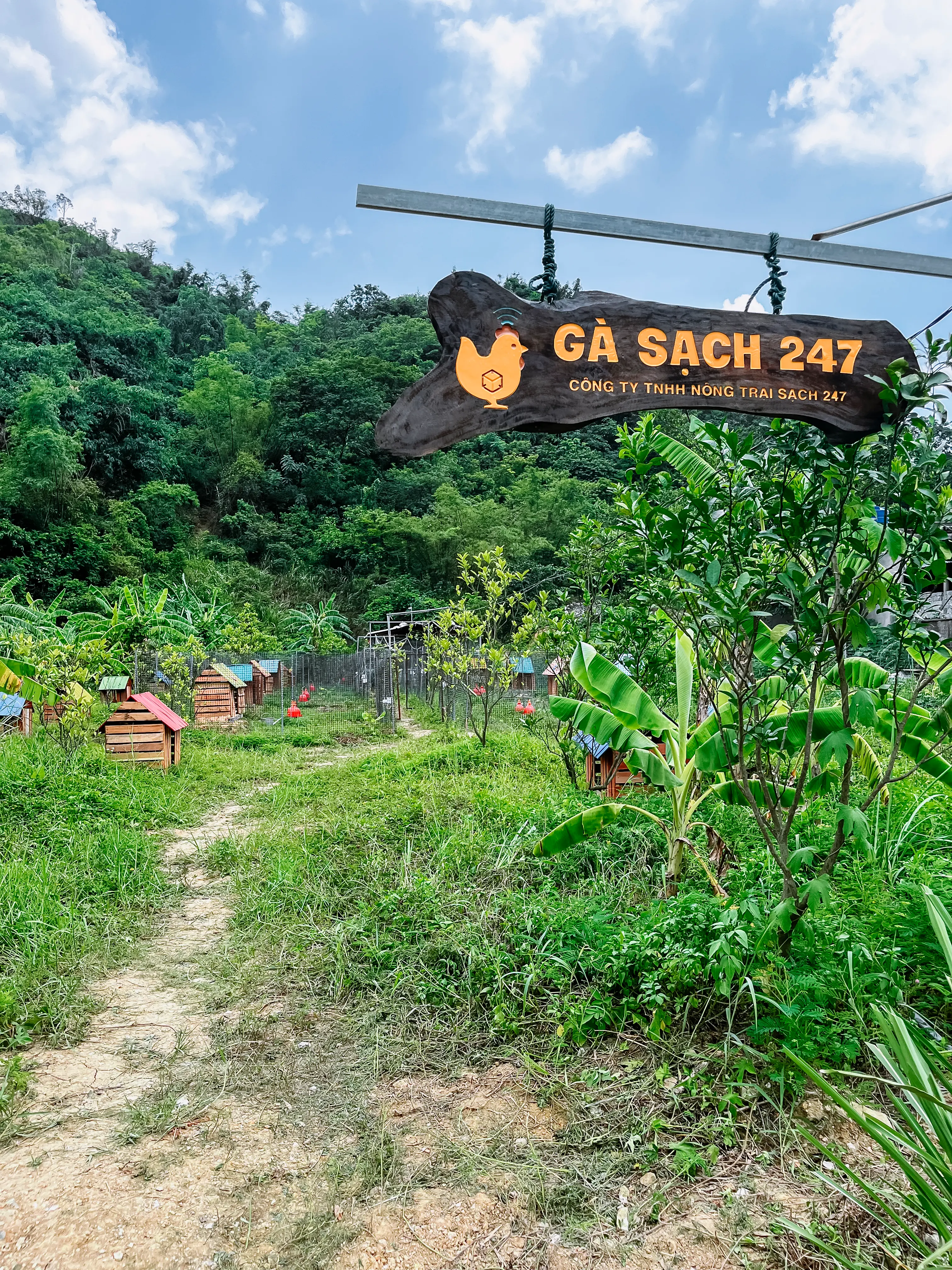 Trang trại gà sạch - Gà phát triển khỏe mạnh