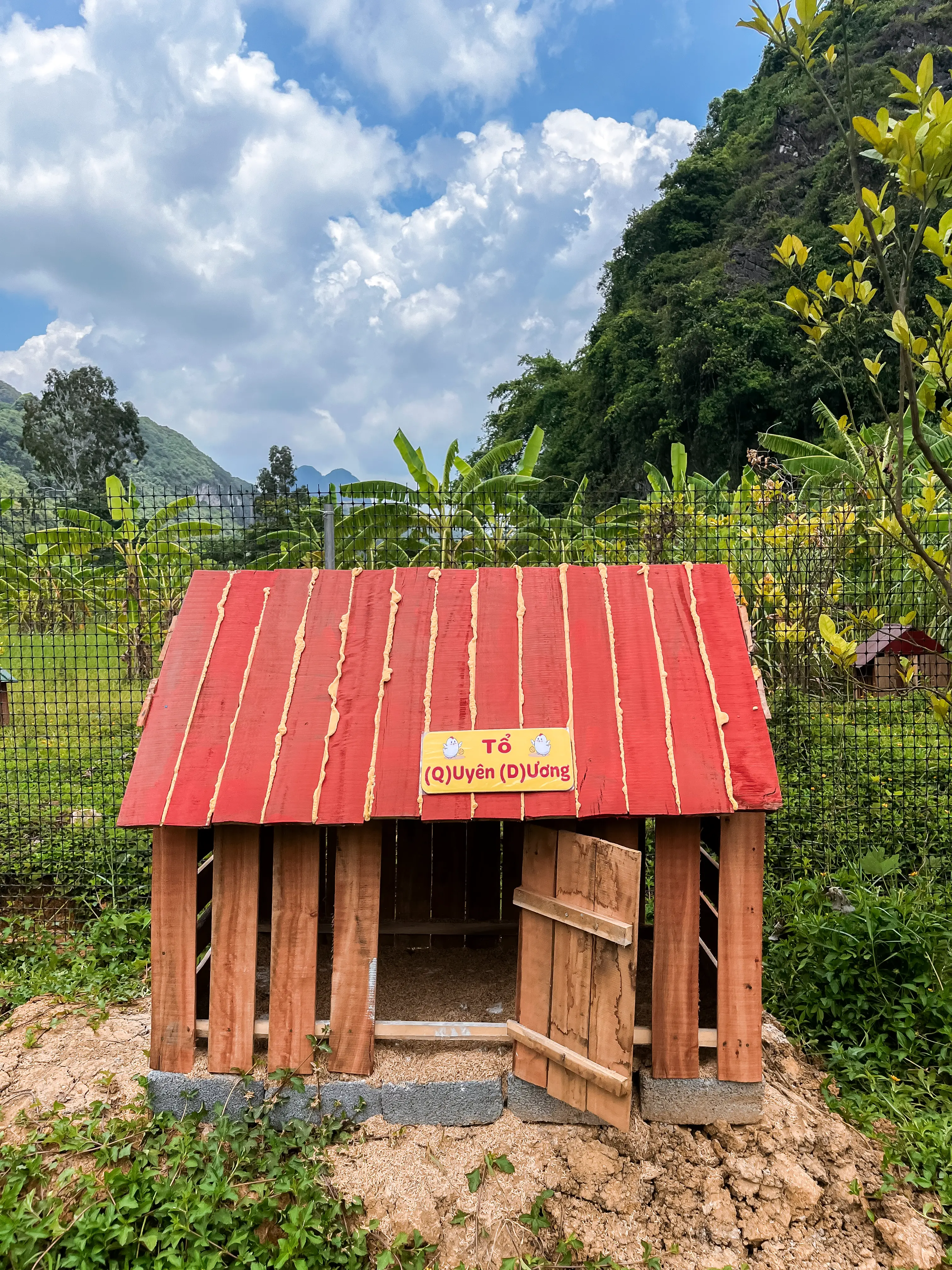 Trang trại gà sạch - Môi trường xanh mát