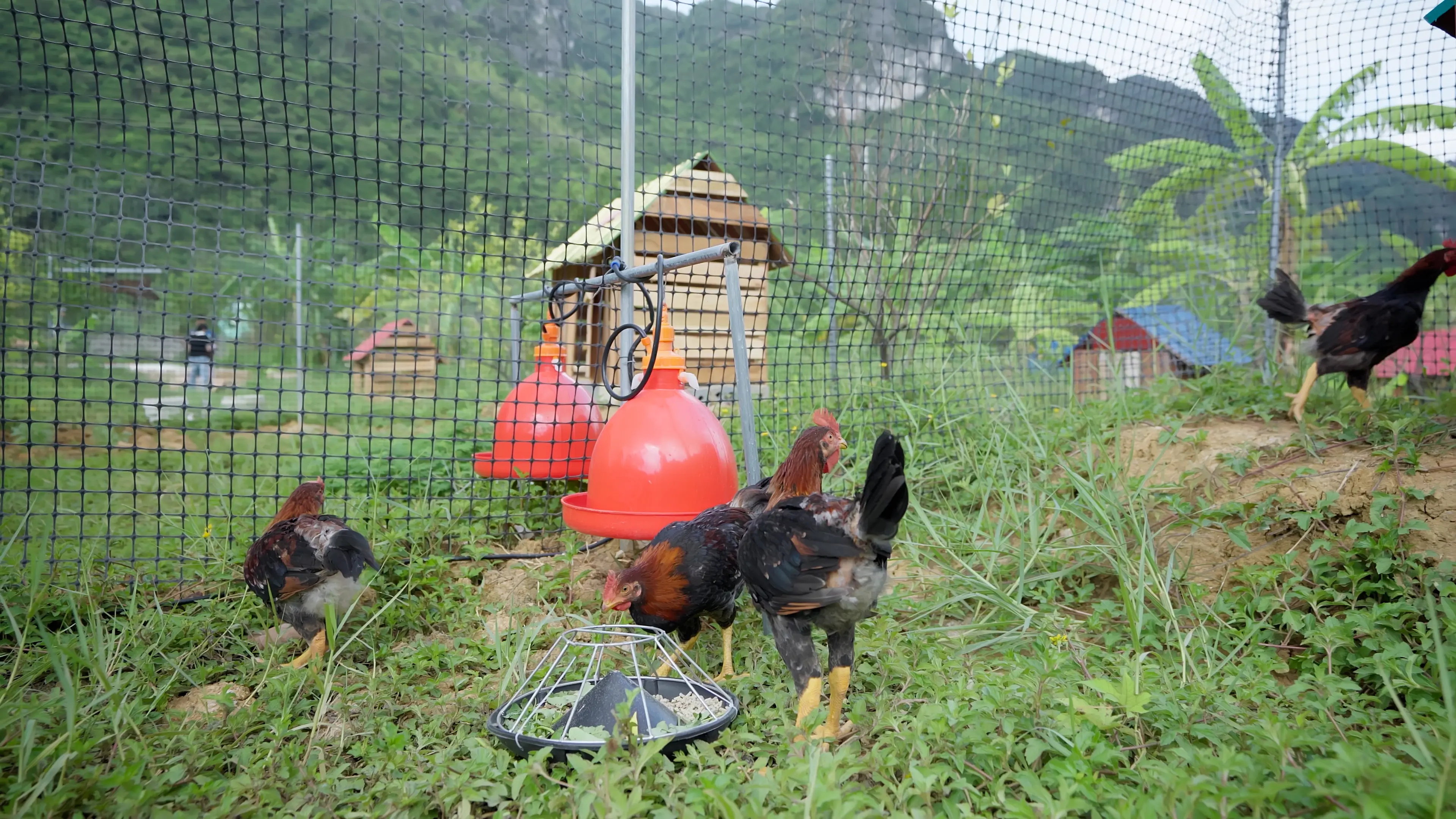 Trang trại gà sạch - Gà ta thuần chủng